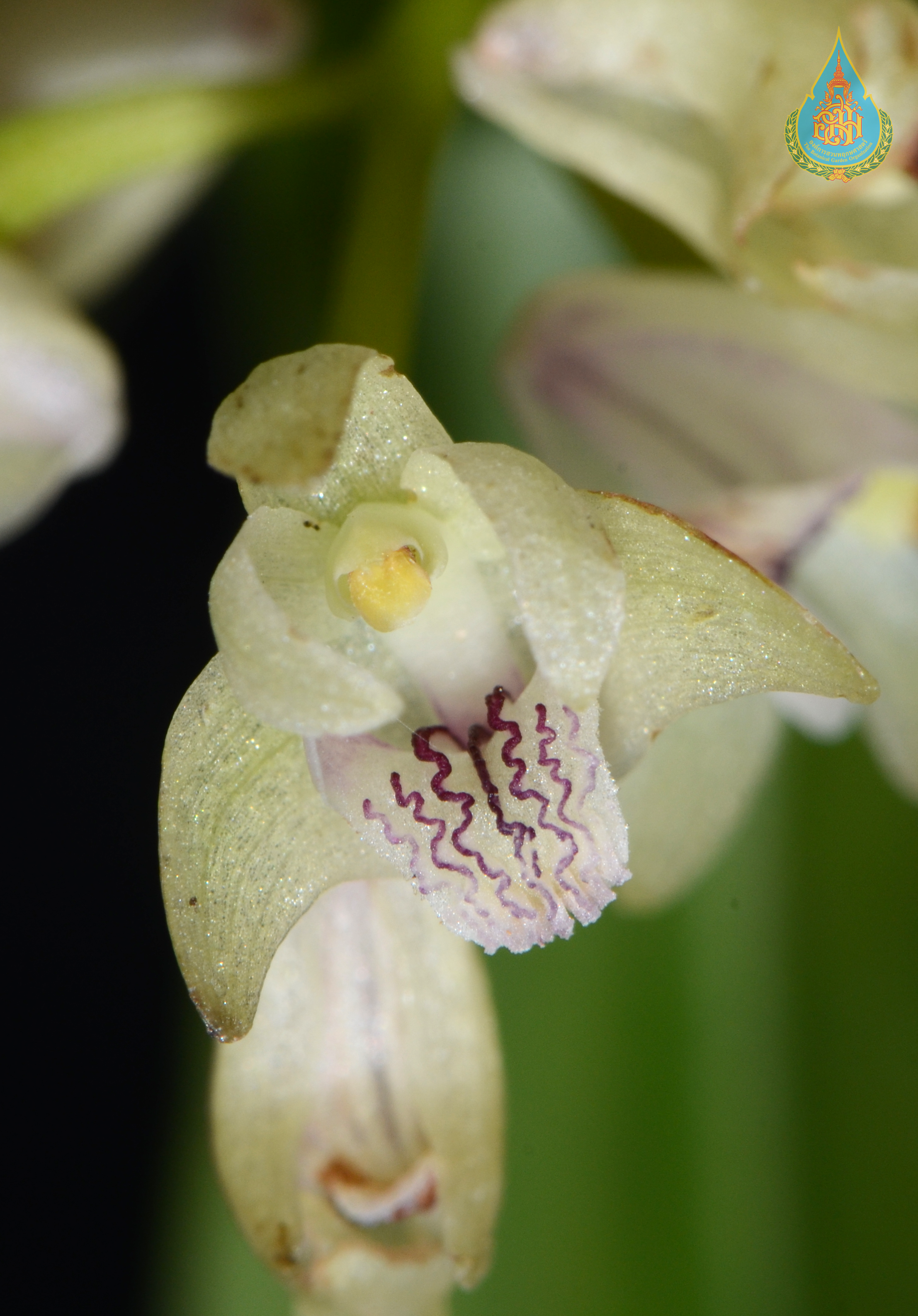 เอื้องนิ่มน่าน Eria clausa King & Pantl.<br/>ORCHIDACEAE